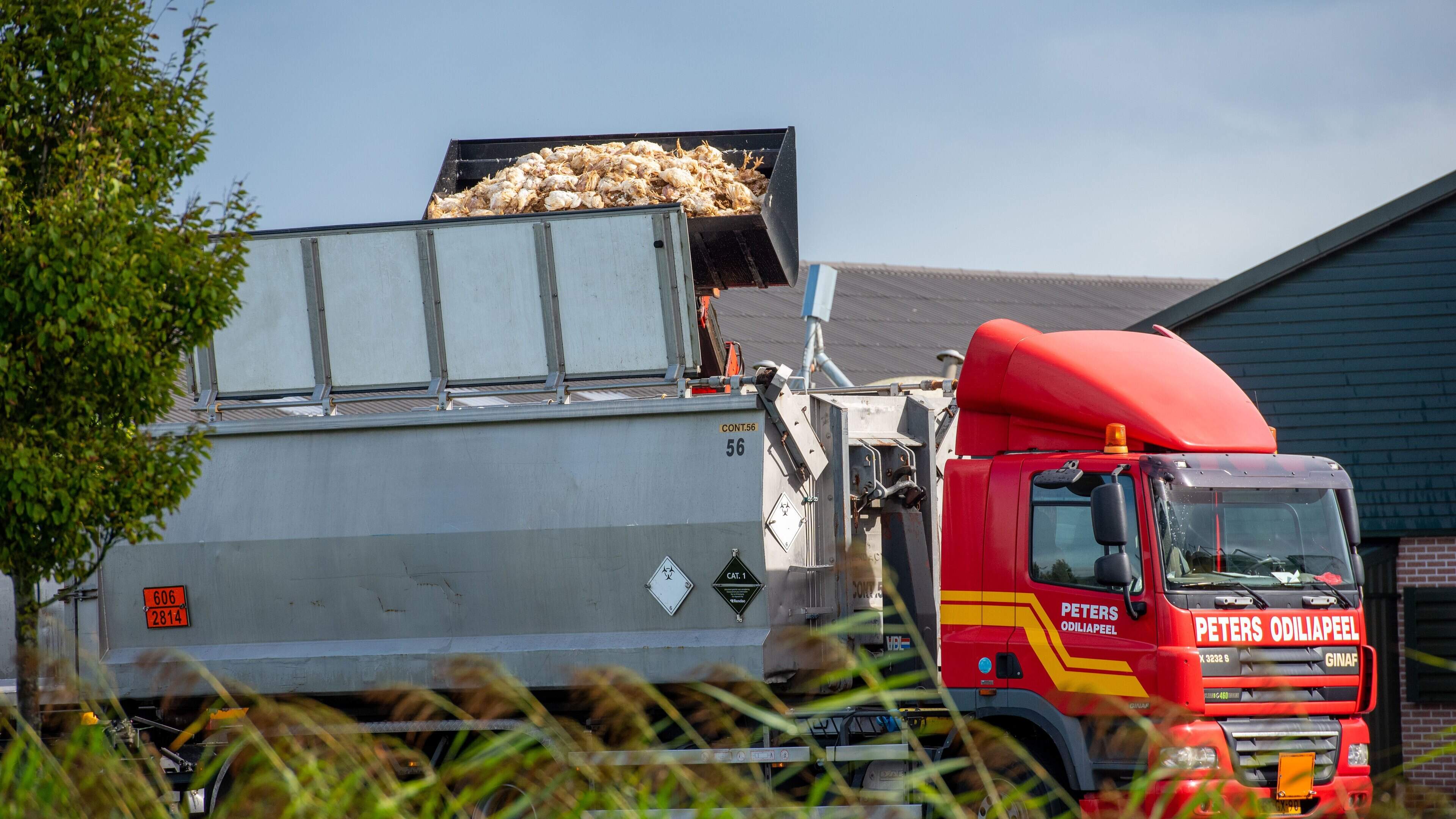 Vogelgriep vastgesteld in Uithuizermeeden: 39.000 dieren geruimd