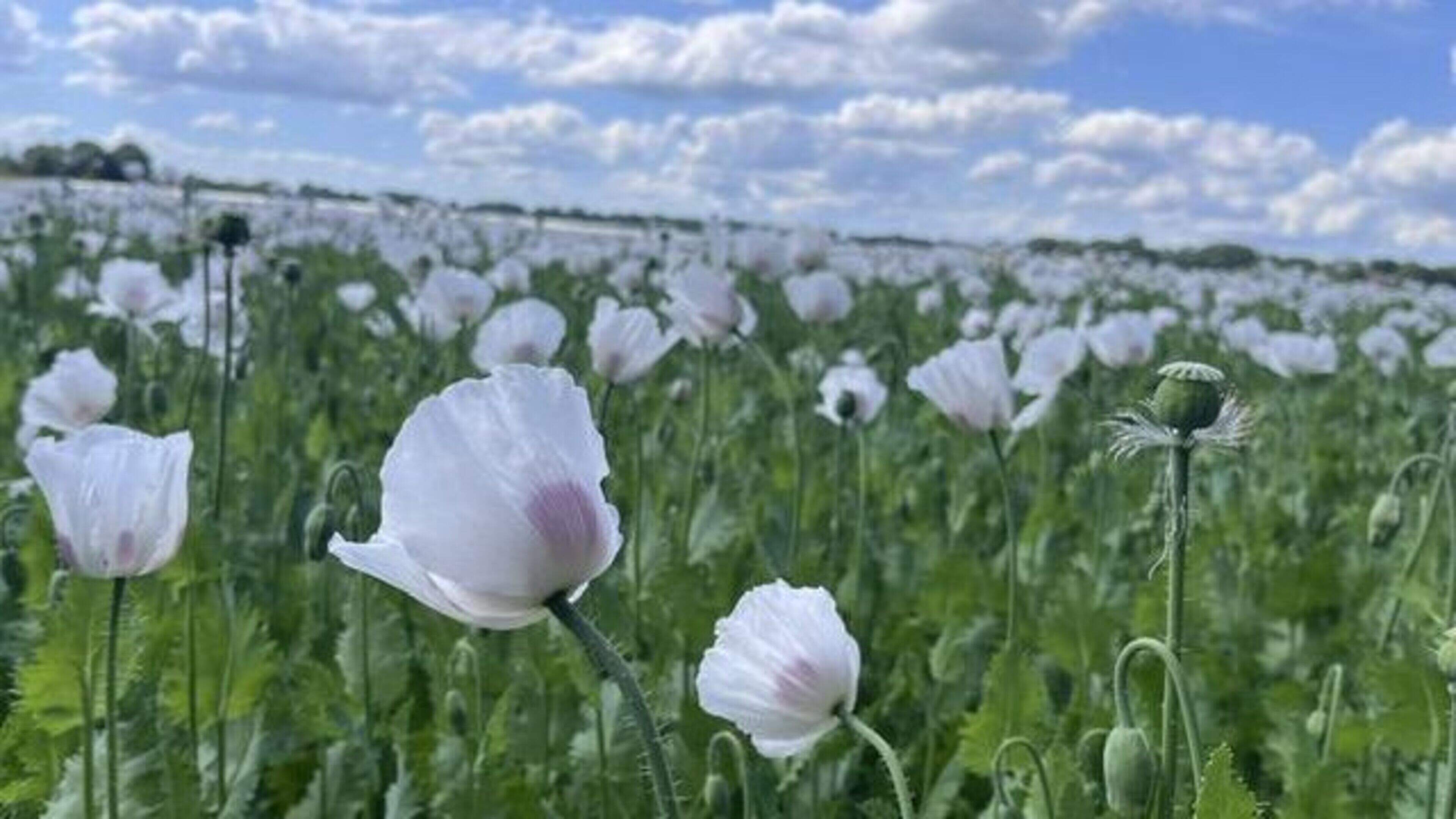 ’Wolken op de achtergrond maken het plaatje compleet’ | Mooiste Kiek van de Week
