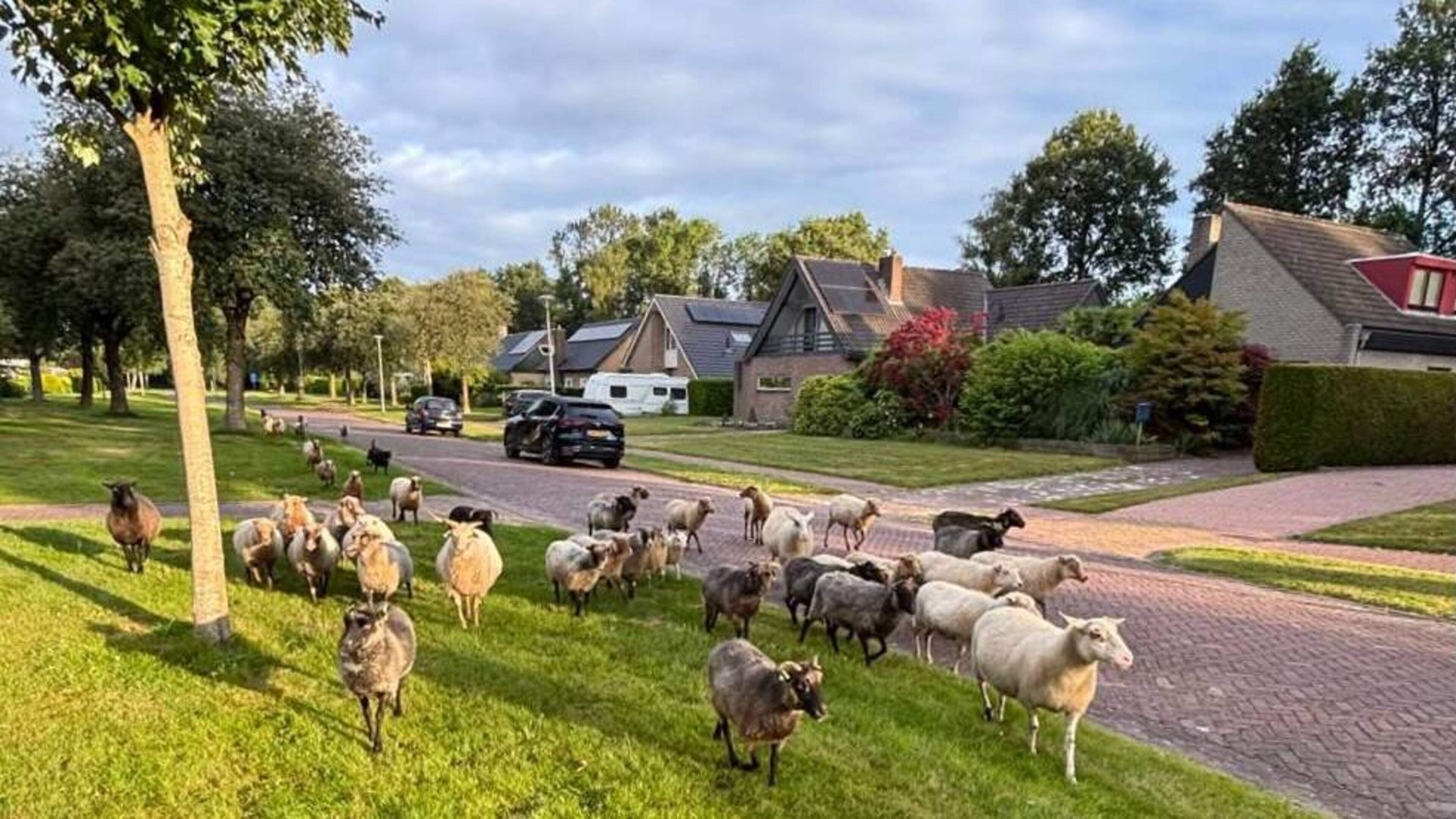 Kudde schapen breekt uit in Muntendam en loopt vervolgens braaf achter buurtbewoner Jan (61) aan. ’Ineens liep ik er middenin’
