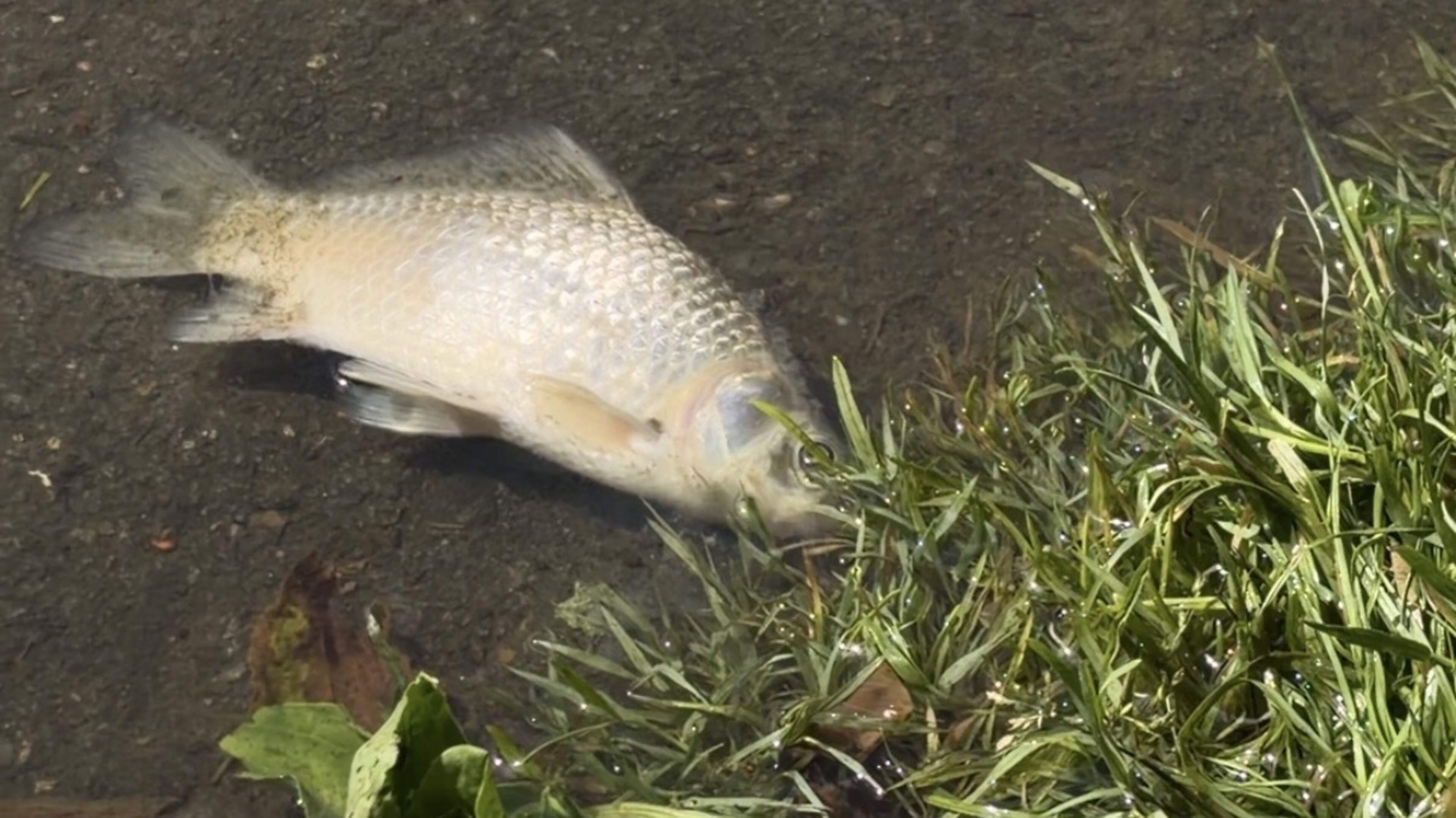 Honderden dode vissen in provincie Groningen. Waterschap nog zeker tot het einde van de week aan het
