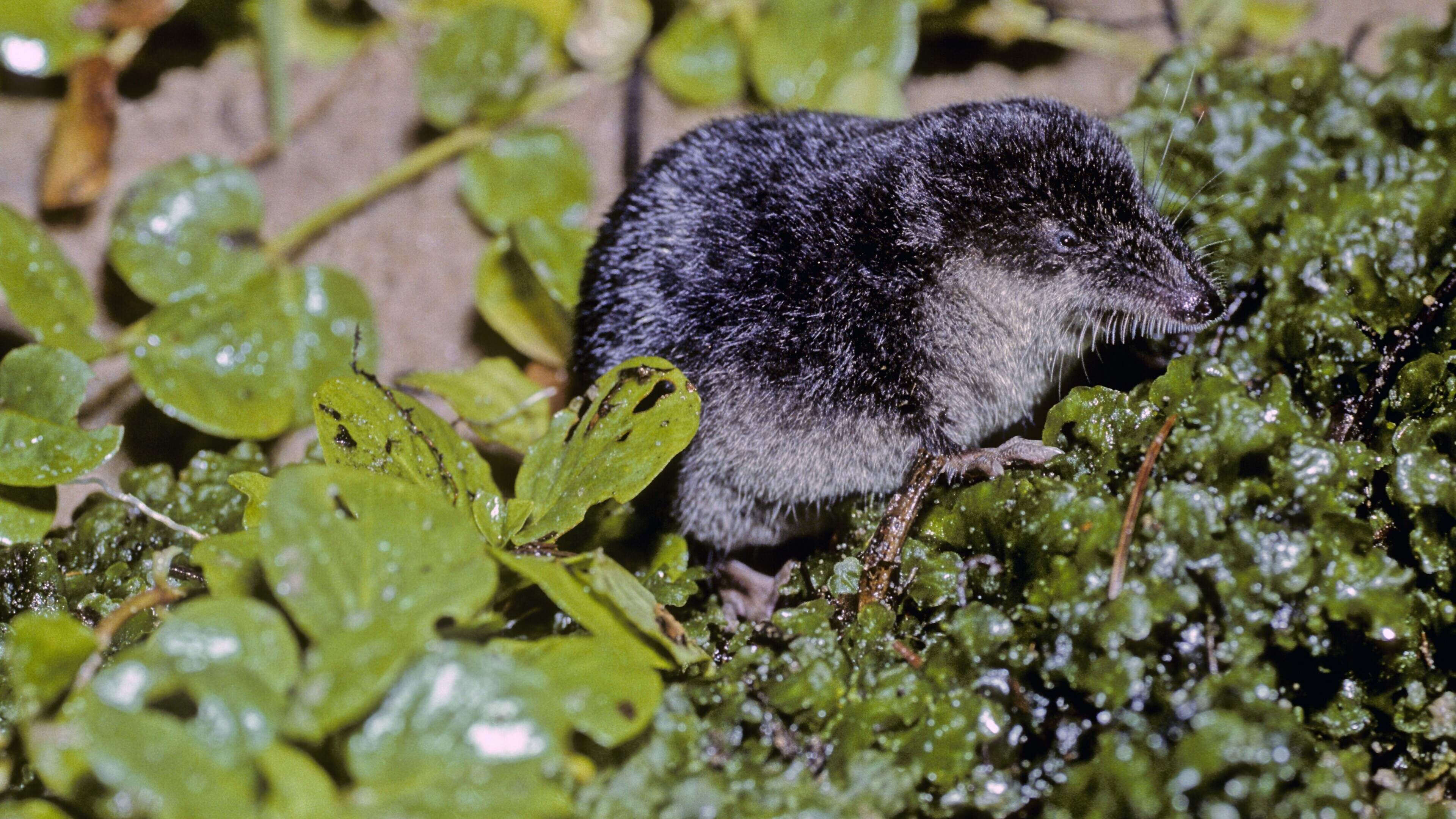 Beschermde dieren, planten, eieren: ze mogen opzettelijk dood- en stukgemaakt worden door Noorderzij