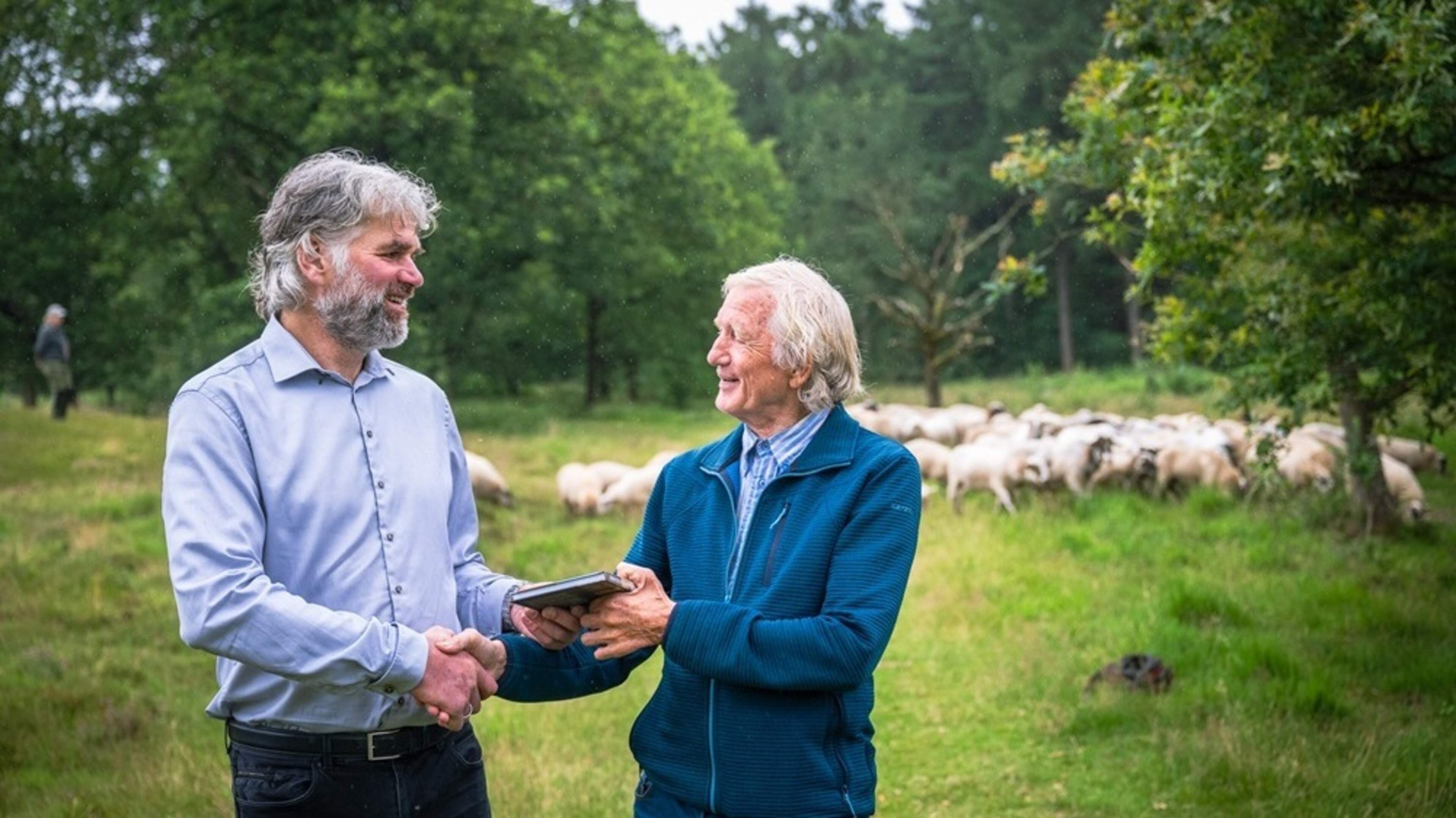 De schapen op de grote, stille heide. Nieuw boekwerkje over de Drentse schaapskuddes