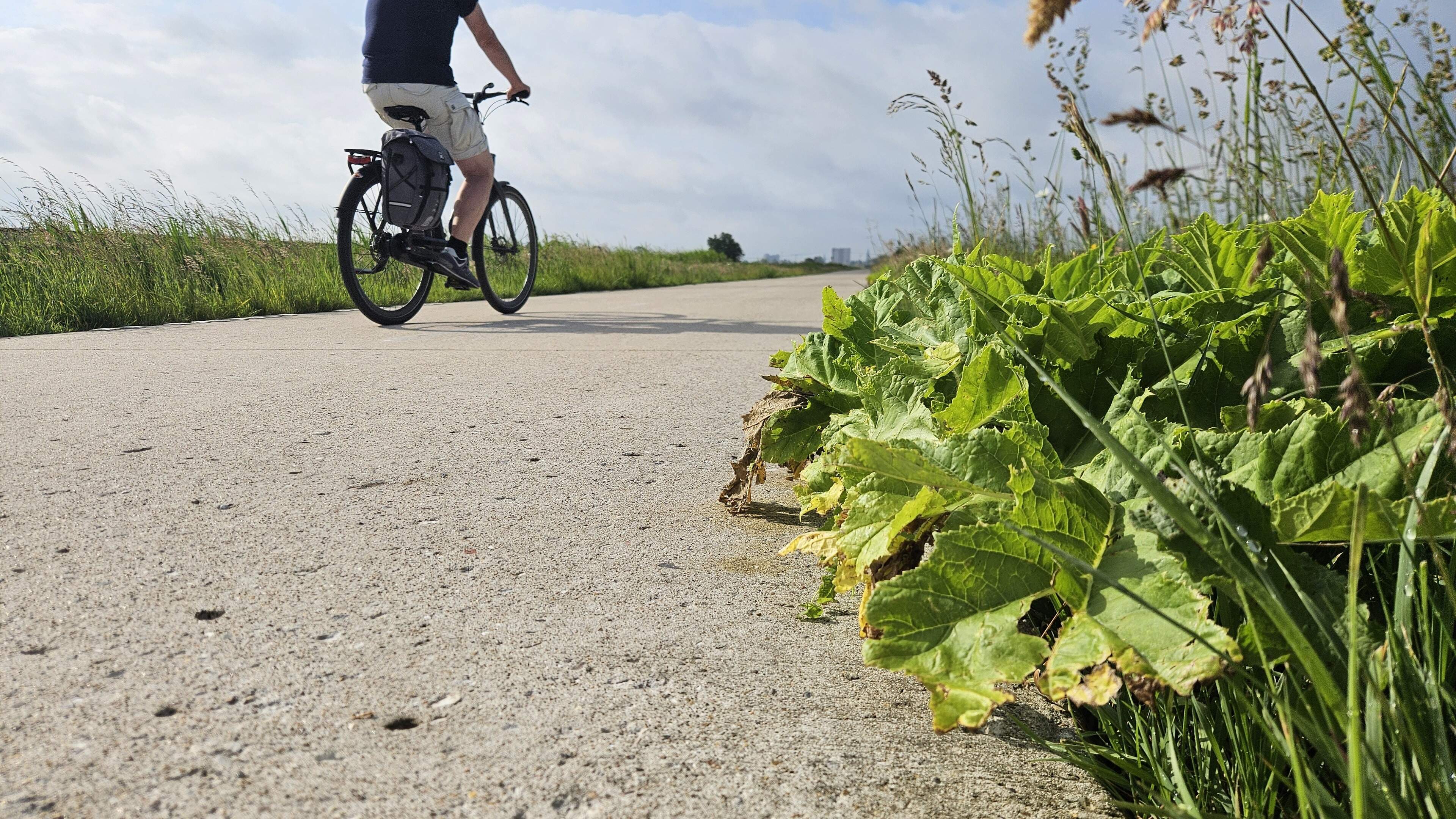 Waarom het niet lukt dit fietspad tussen Winsum en Groningen vrij te maken van reuzenberenklauw