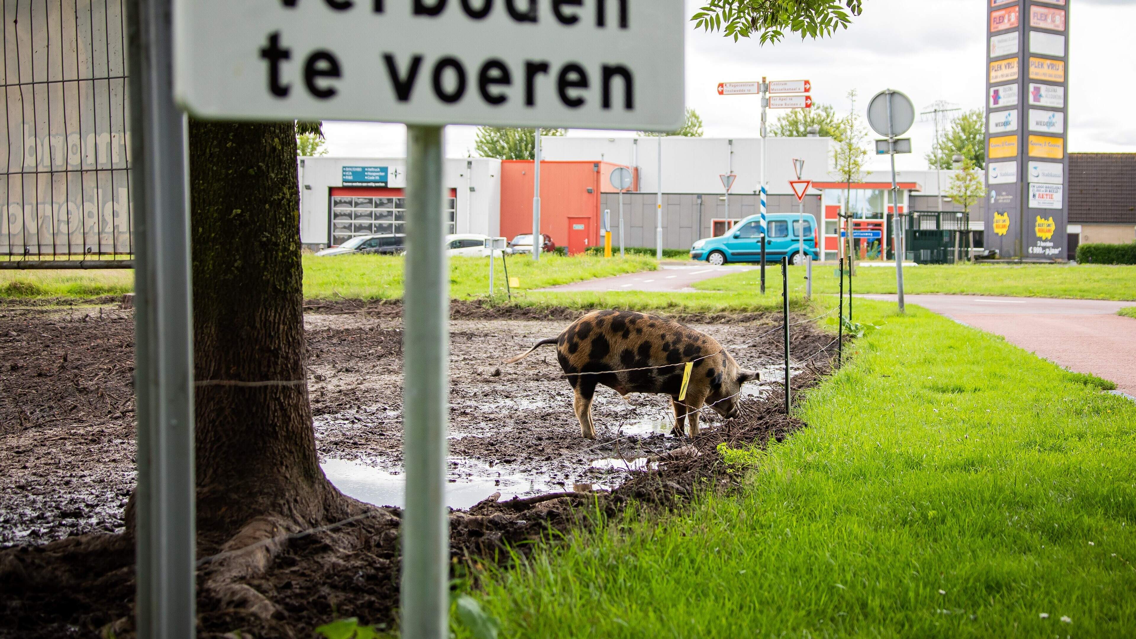 Akkervarkens in Ter Apel zijn doelwit van ’kattenkwaad’. Claudia: ’De gevolgen kunnen groot zijn’