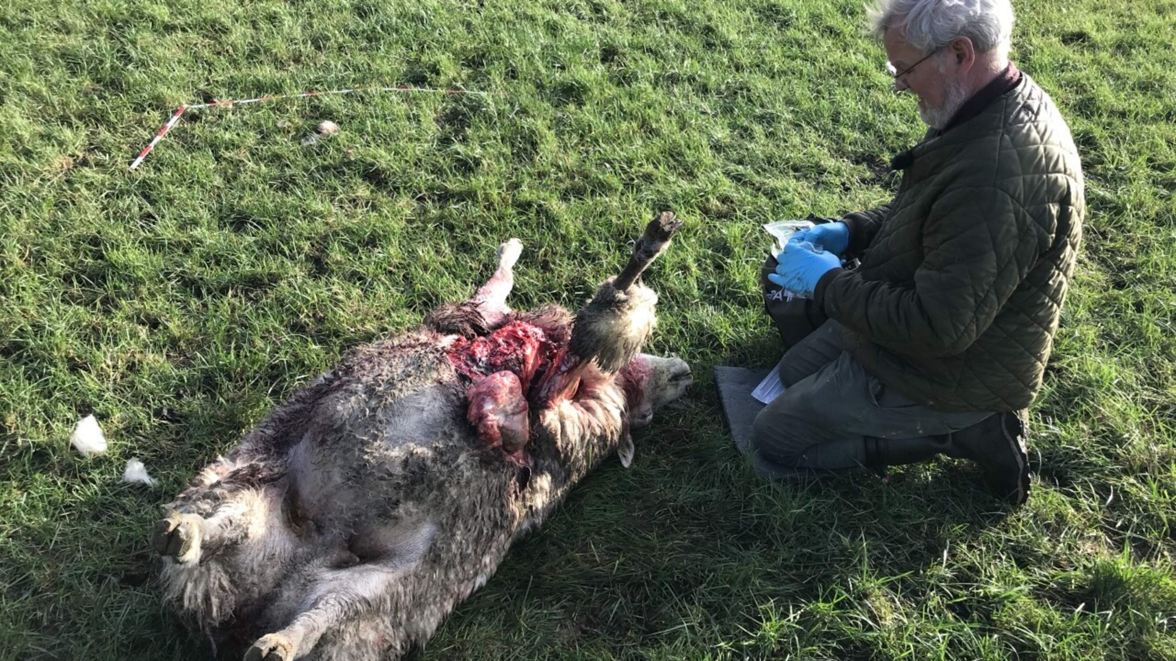 Moet gevolgschade van aanval door wolf ook worden vergoed? Schapenhouder Jantinus de Groote uit Tien