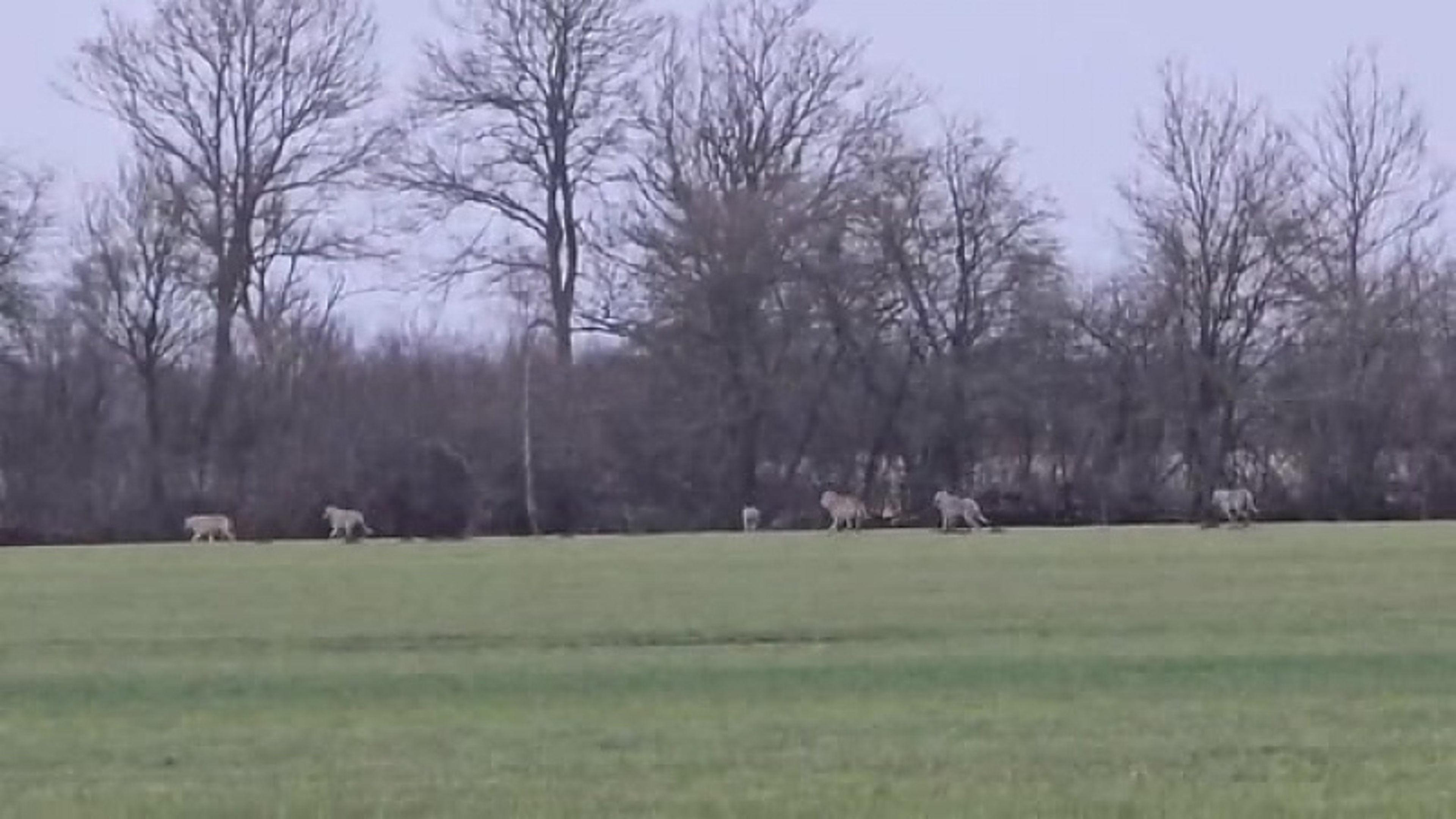 Zes wolven doorkruisen op klaarlichte dag de rand van Smilde