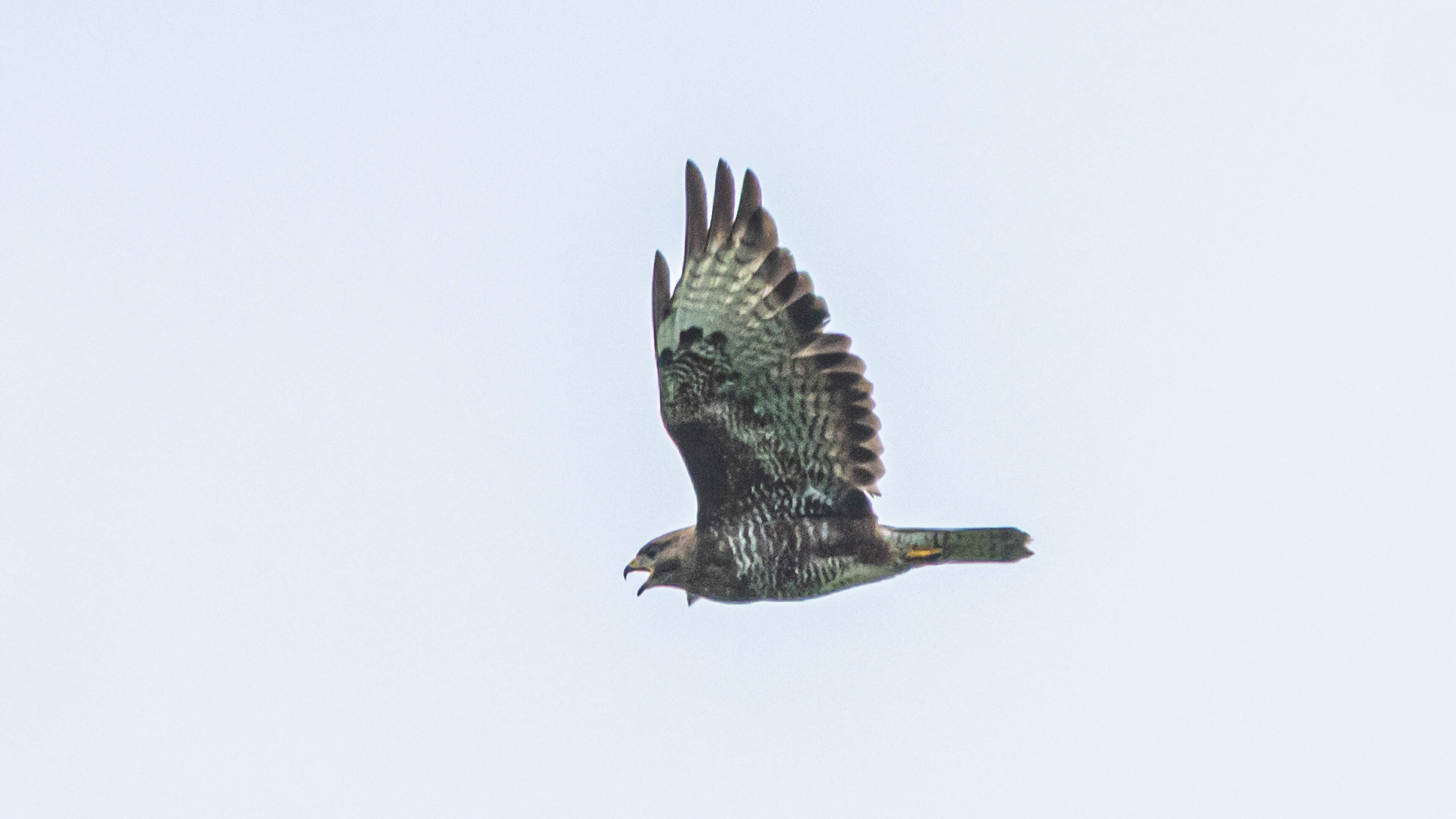 Agressieve buizerd belaagt fietsers en wandelaars bij Stedum