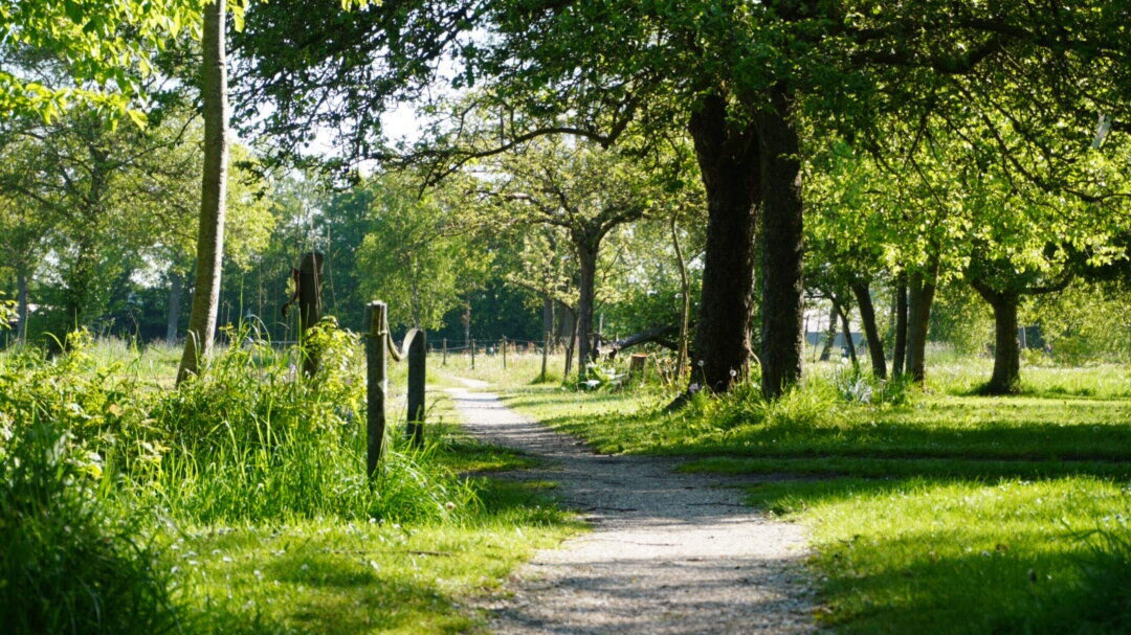 Jan (83) schenkt bomentuin Niebert met pijn in het hart aan Het Groninger Landschap. ‘Ik ben een bom
