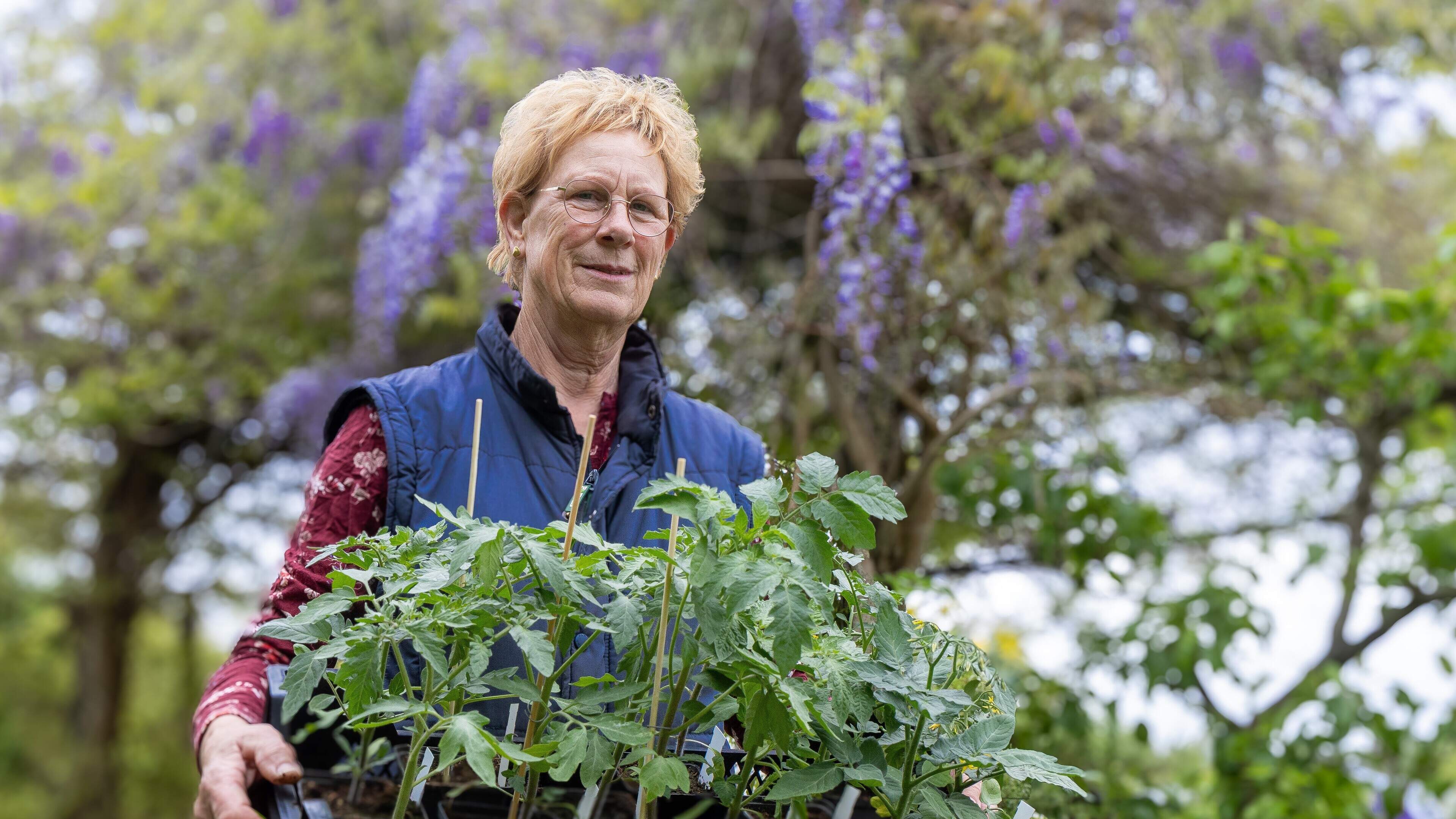 Marian (69) uit Noordwolde verwacht stormloop op tomaten op Lentefair in Frederiksoord. ‘Ze staan me