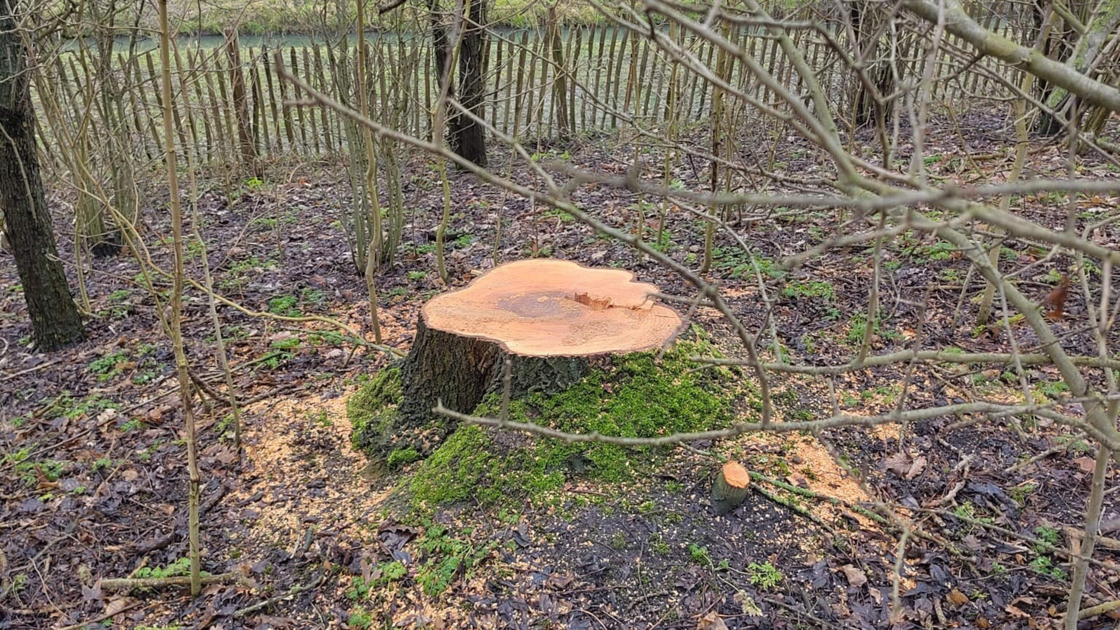 Essentakziekte treft Midwolmer bos: Provincie stelt een ton beschikbaar