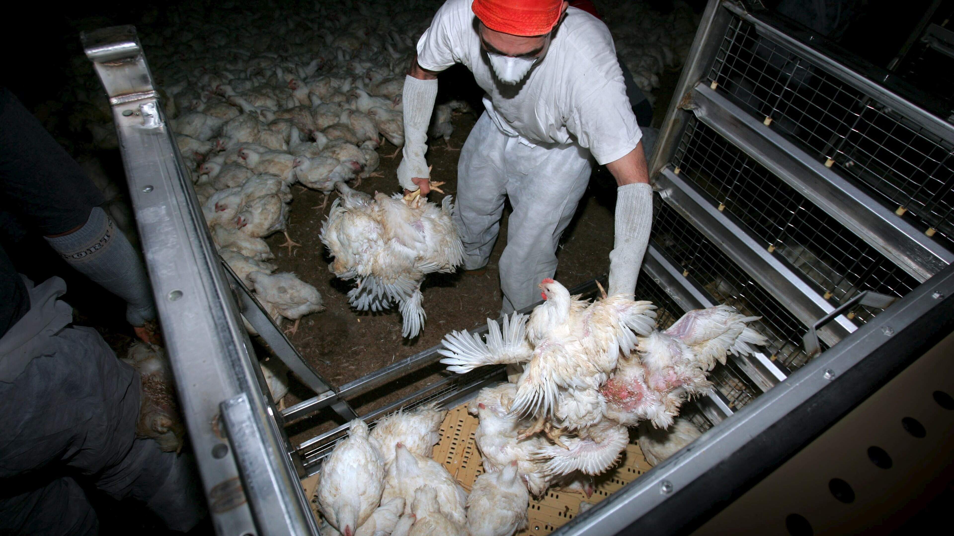 Kip niet meer op de kop naar de slacht? ’Onhaalbaar’, vindt pluimveehouderij