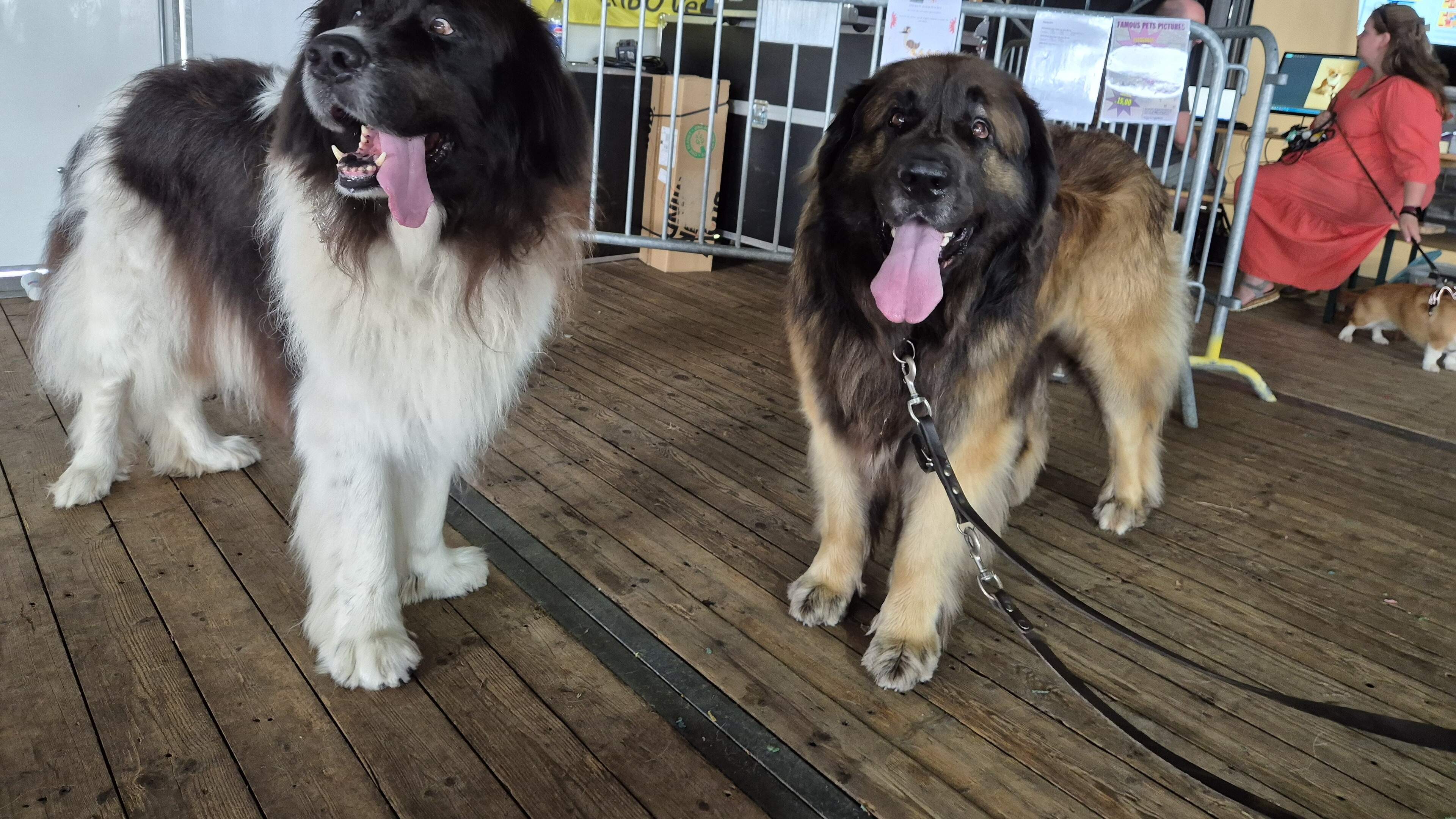 Moet je een ziektekostenverzekering afsluiten voor huisdieren? ’Een grote hond krijgt een hoge premi