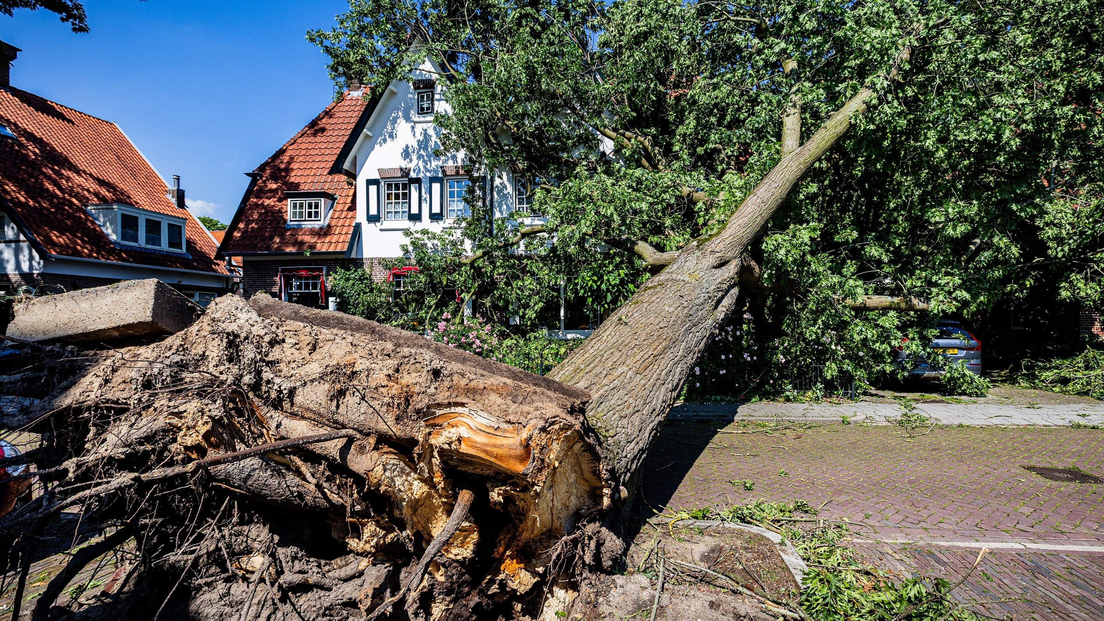 Inwoners Veendam vrezen dat er meer bomen gaan vallen en dringen aan op onderzoek. ’Hij was helemaal