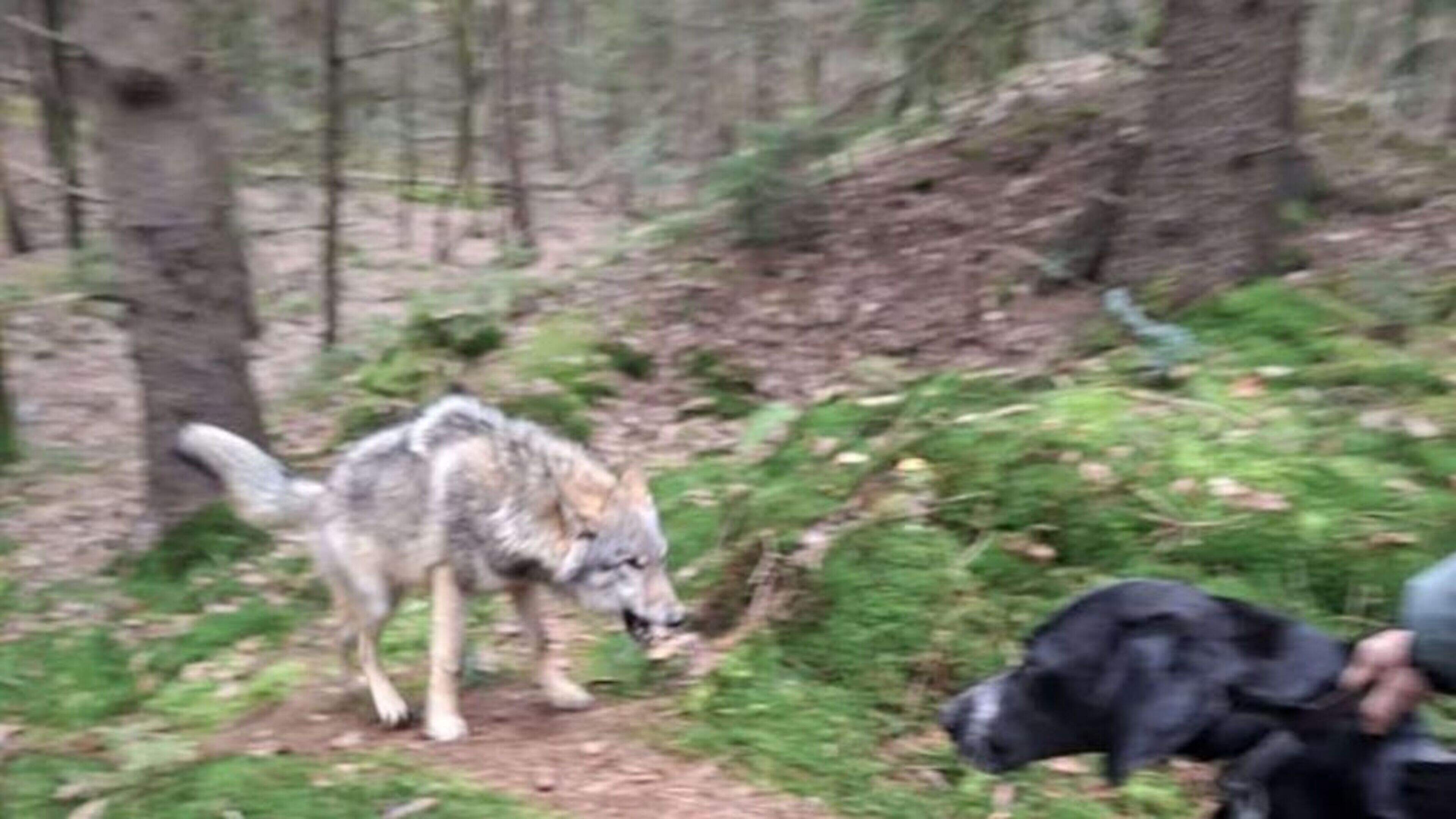 Geagiteerde wolf nadert wandelaars met hond tot op enkele meters bij Ansen
