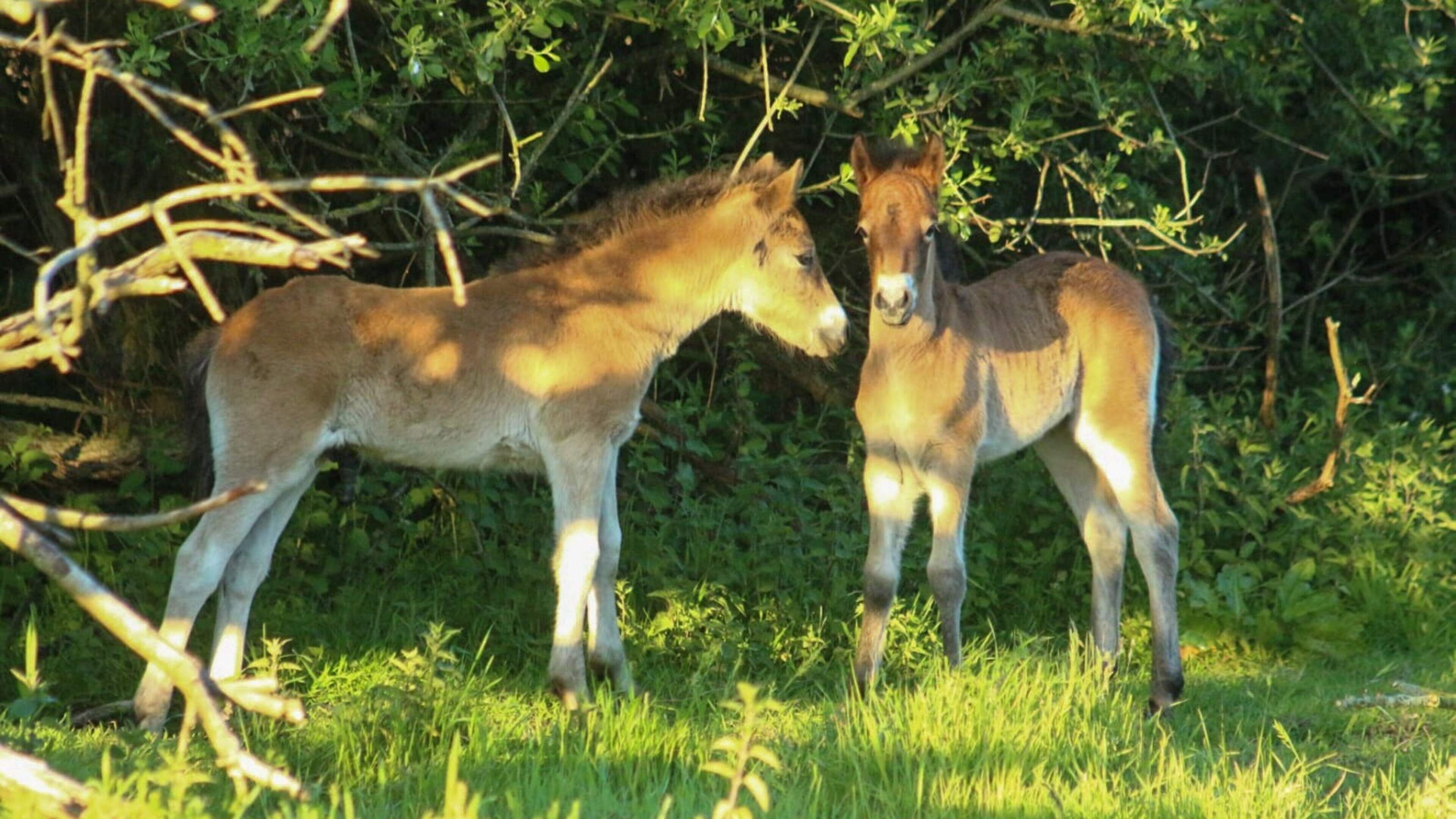 Waarom vallen wilde veulens nog steeds ten prooi aan de wolf? Staatsbosbeheer weigert commentaar